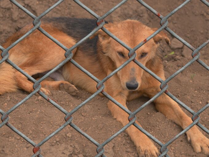 Brauner Hund sitzt hinter Gittern und schaut traurig herunter