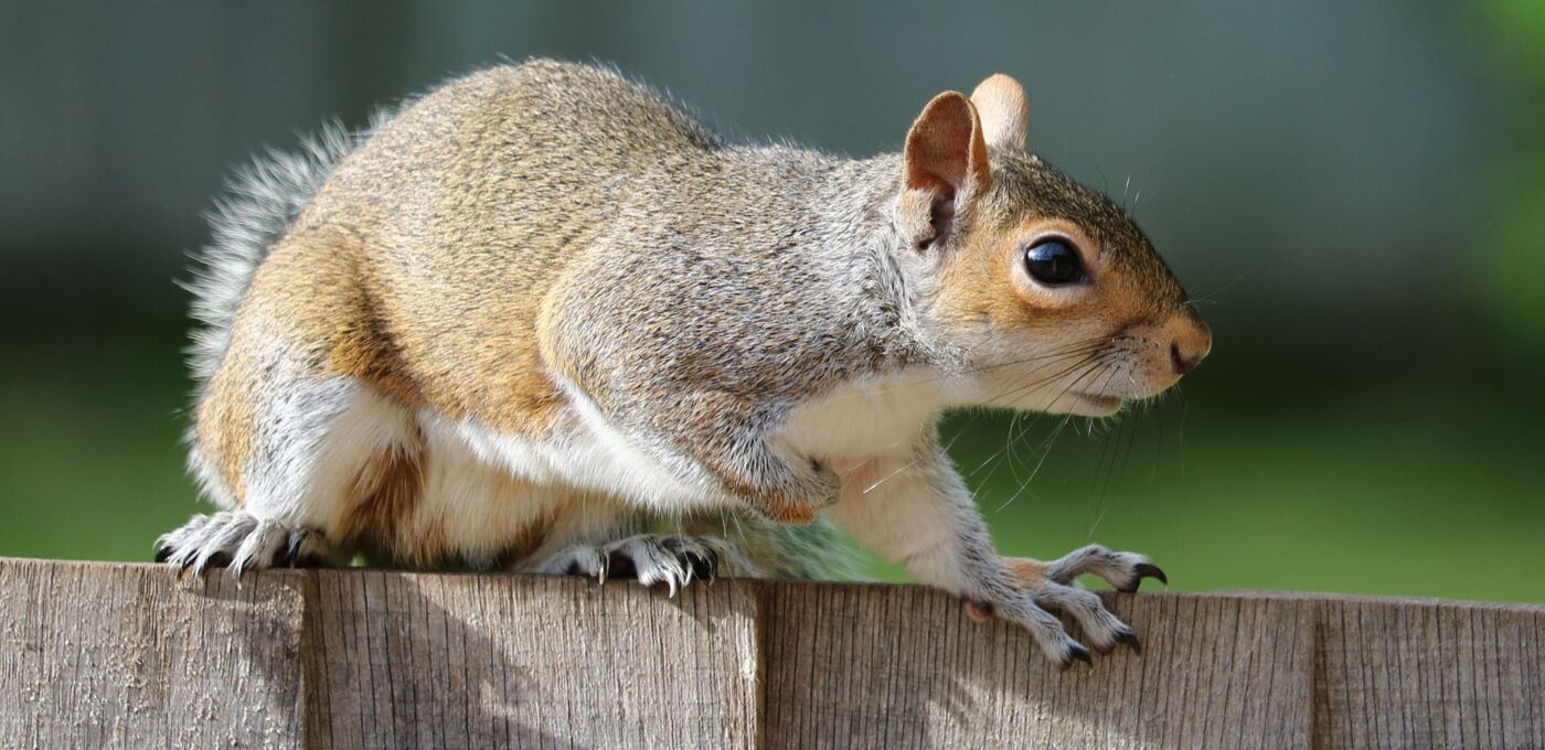 Eichhörnchen klettert auf Holzplatten
