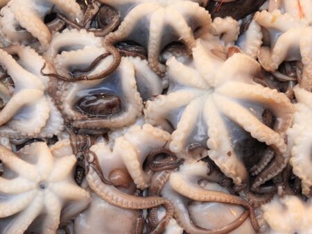 Zahlreiche Oktopusse liegen tot nebeneinander