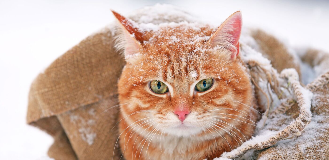 Portrait einer roten Katze im Schnee