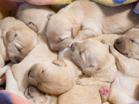 Sechs Labrador-Welpen liegen schlafend neben- und übereinander