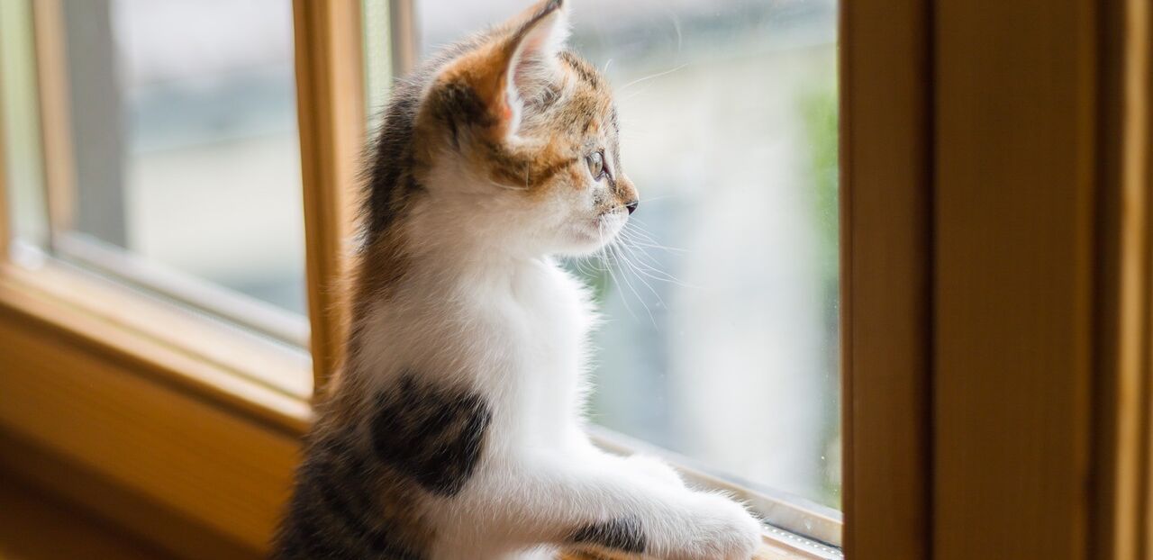Kitten am Fenster