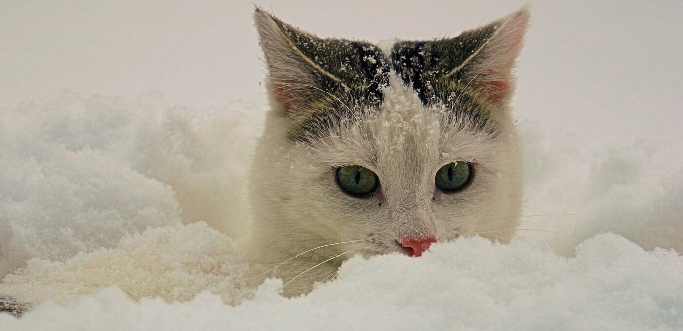 Schwarz-weiße Katze schaut zwischen Schnee hervor