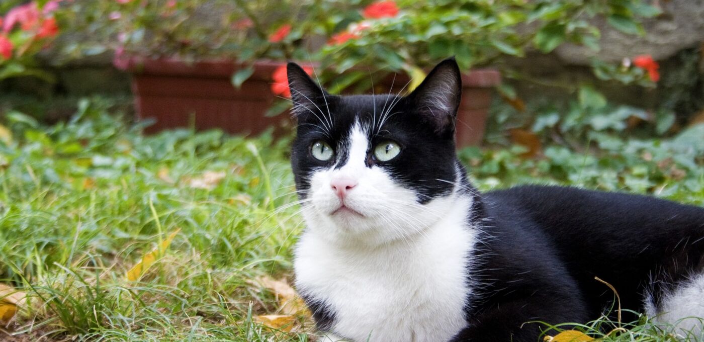 Schwarz-weiße Katze sitzt im Freien auf Rasen
