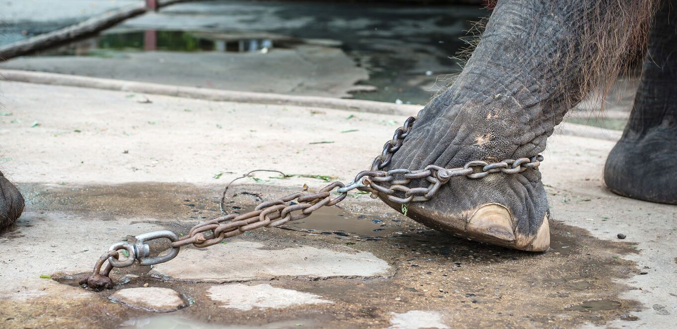 Fuß eines Elefants versucht sich zu bewegen, wird aber von einer Eisenkette am Boden festgehalten