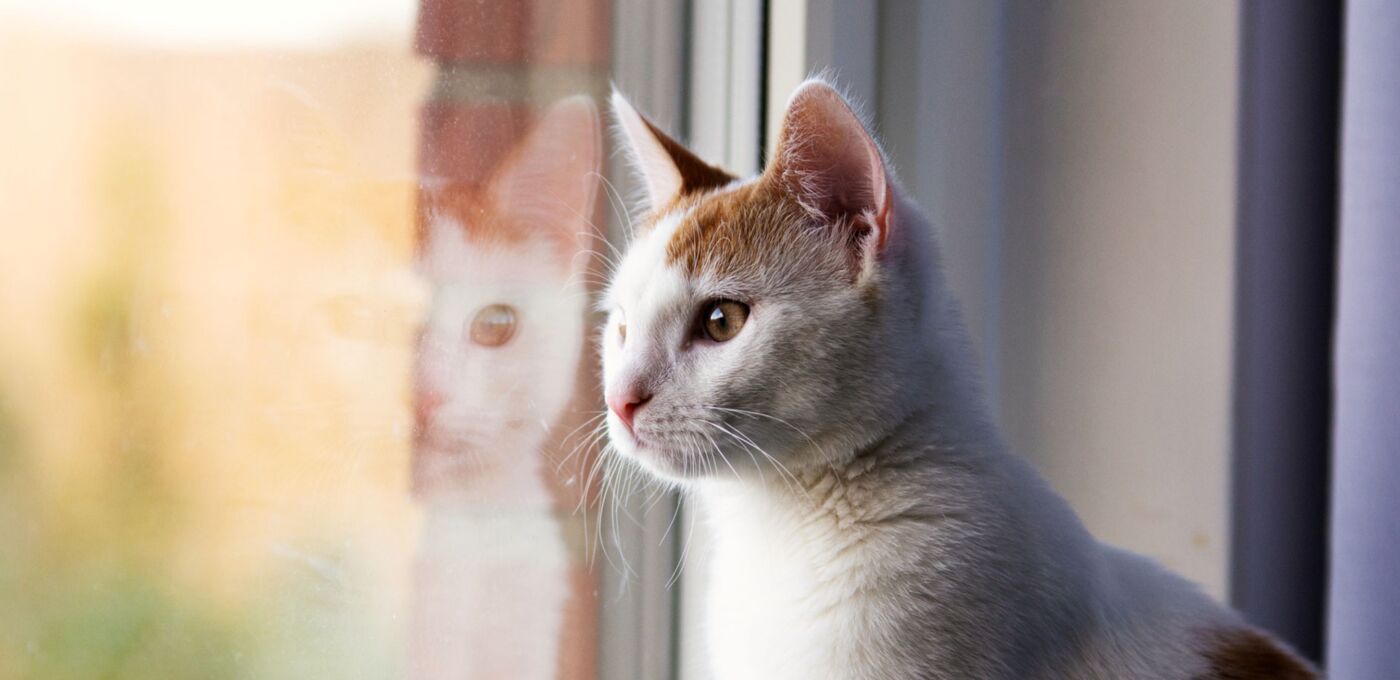 Hauskatze schaut aus dem Fenster