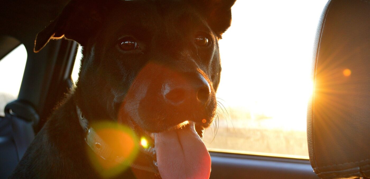 Schwarzer Hund sitzt im Auto und schaut glücklich in die Kamera