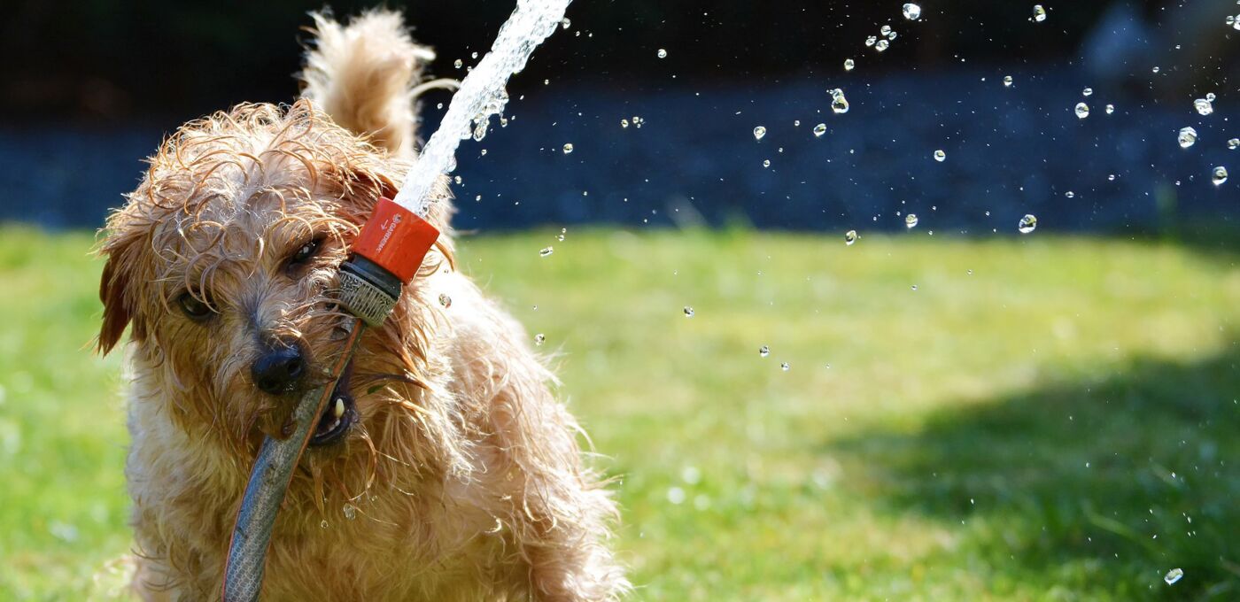 Ein durchnässter Hund mit einem laufenden Wasserschlauch im Maul