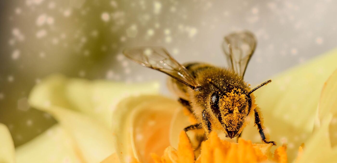 Nahaufnahme Biene in Blüte